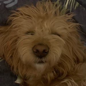 Meet your Posher, Nancy